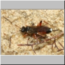 Aptesini spp - Schlupfwespe w01a 7-8mm - Sandgrube Niedringhaussee det06.jpg